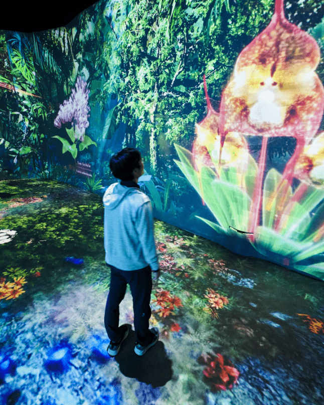 The Hidden Forest_Hero