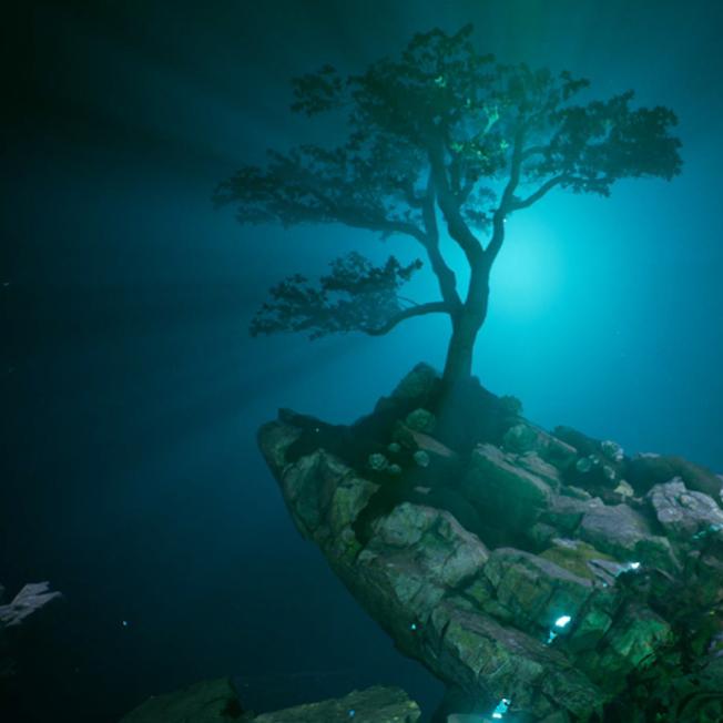 tree on a rock